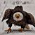 Paul Backhaus's profile image