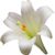 Lilly White's profile image