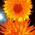 Joanne Motta's profile image