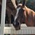 Megan Kingston Hoomis's profile image