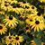 Linda Lisch's profile image