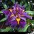 Shelly Gouker Israel's profile image