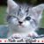 Madeline Angello's profile image
