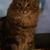 Sherry Kopp's profile image