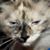 Kitty Bufka's profile image