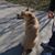 Crystalyn Lee Pawlisz's profile image