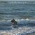 Dianne Leibowitz Gallardo's profile image