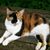 Carol C. Mitrea's profile image