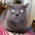 Karen Weber Goodman's profile image