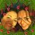 Aylin Erkal's profile image