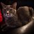 Deanna Dorer's profile image