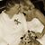 Sarah Dean Phifer's profile image