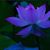 Lillian Nandin's profile image