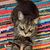 Yelonda Lace Johnston's profile image