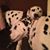 Crystal McAuliffe's profile image