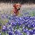 James Franze's profile image