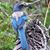 Jo Jo Muncy's profile image