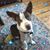 Tiffany Jefferies-Bell's profile image