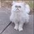 Dawn Fortier's profile image