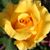 Rosemary Ann McGrail's profile image