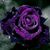 Shirley Boo Smothermon's profile image
