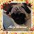 Melissa Schaab Harmon's profile image