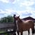 Brittney Gustafson's profile image