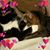 Debbie Carter's profile image