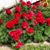 Dianne Ruschy Swanson's profile image