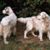 Pattie Coppinger Eckerle's profile image