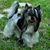 Pat Rankin Ross's profile image