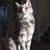 Suzi Launer's profile image