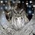 Joni Fogle's profile image
