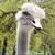 Laura Pask Zaagman's profile image
