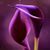Nevin Osama's profile image