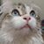 JC Likescats's profile image