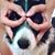 Dzs Nemeth's profile image
