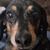 Deena Dampf Ratner's profile image