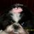 Sharon A Felio Silbaugh's profile image