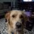 Cindy L Gipson's profile image