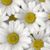 Norma Shevela-Landis's profile image