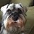 Charlotte Thompson Shelby's profile image