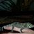 Pearl Quillen's profile image