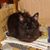 Laurie Hamer's profile image