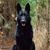 Dennis Peitzsche's profile image