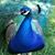 Tami Bush's profile image