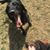 Allyson Braslow's profile image