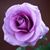 Ashley Hoang's profile image
