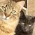 Laura Holley Utsey's profile image