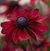 Laura Stjern Hansen's profile image